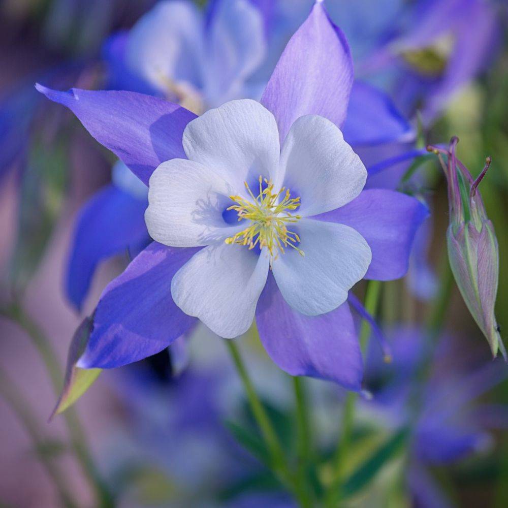 Ancolie 'Blue Star' - Image 4