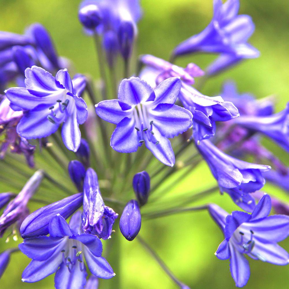 Agapanthe Lapis lazuli