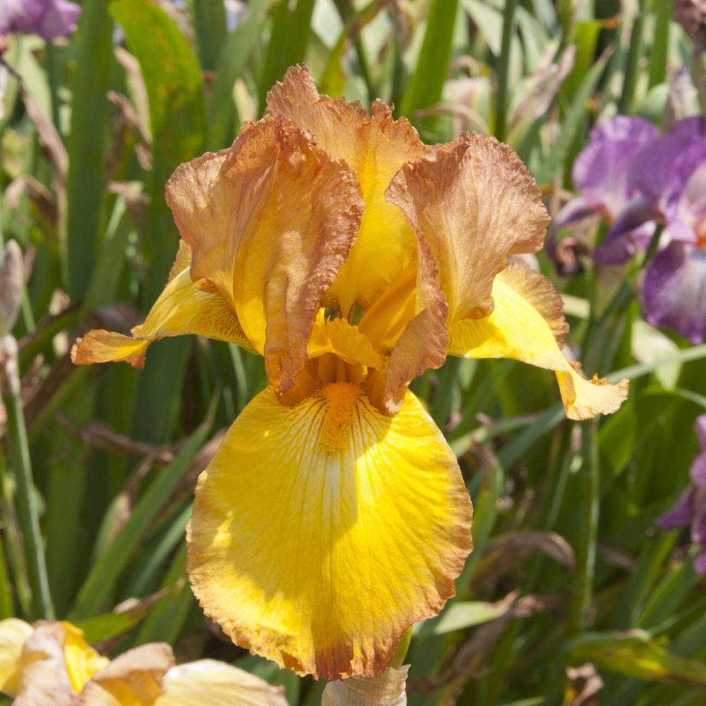 Iris des jardins Gay Light - Iris germanica