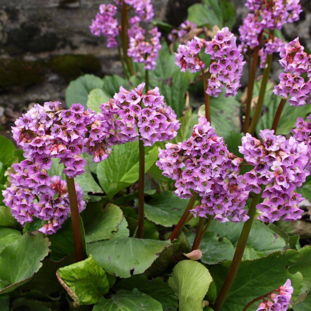 Bergenia Herbstblute - Image 1