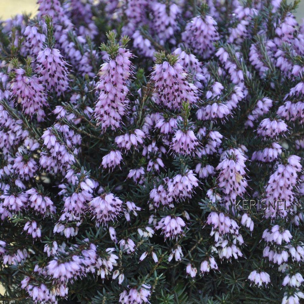 ERICA darleyensis 'Spring Surprise' en pot de 3 litres rond carré