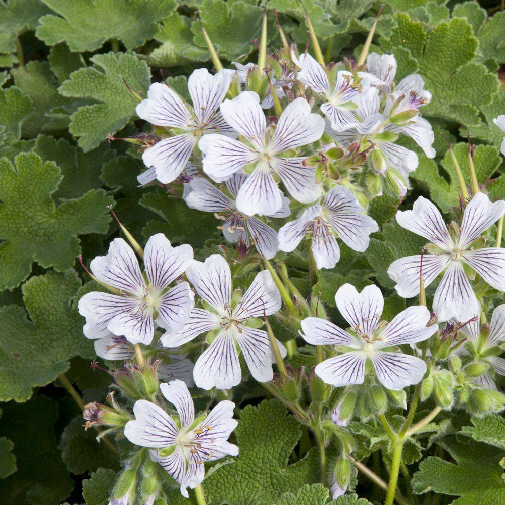 Geranium renardii