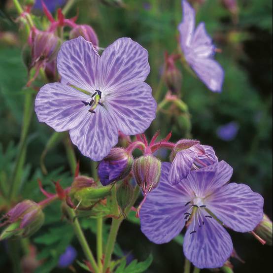 Géranium vivace pratense Mrs Kendall Clark - Image 2