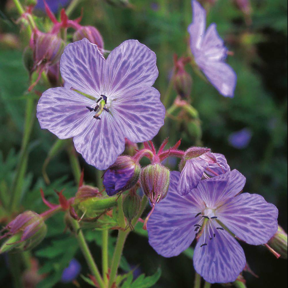 Géranium vivace pratense Mrs Kendall Clark - Image 2