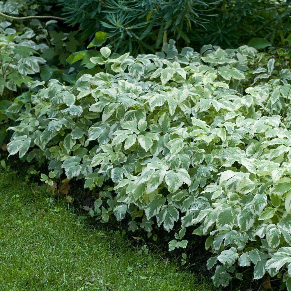 Aegopodium podagraria variegatum lot de 3