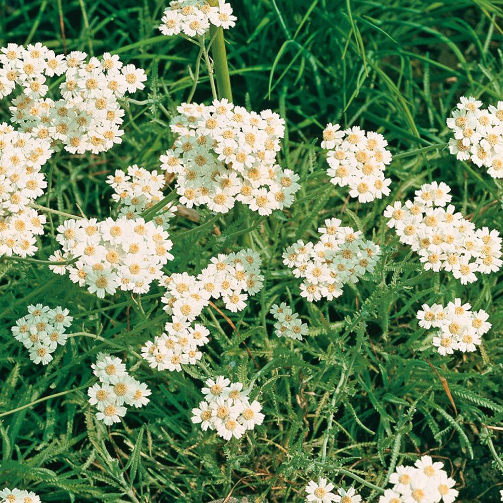 Achillée couvre-sol blanche - Achillea umbellata lot de 3 - Image 1