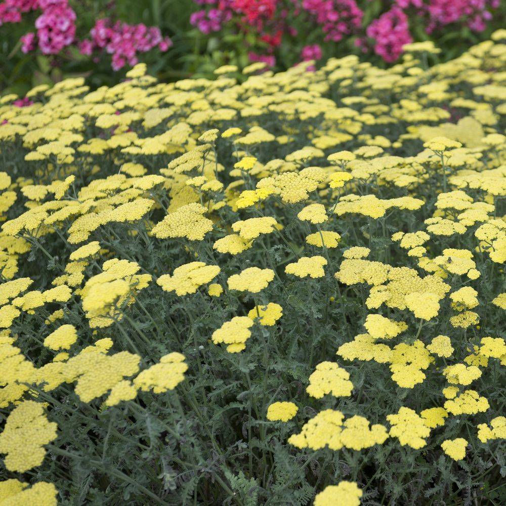 Achillea tomentosa aurea lot de 3