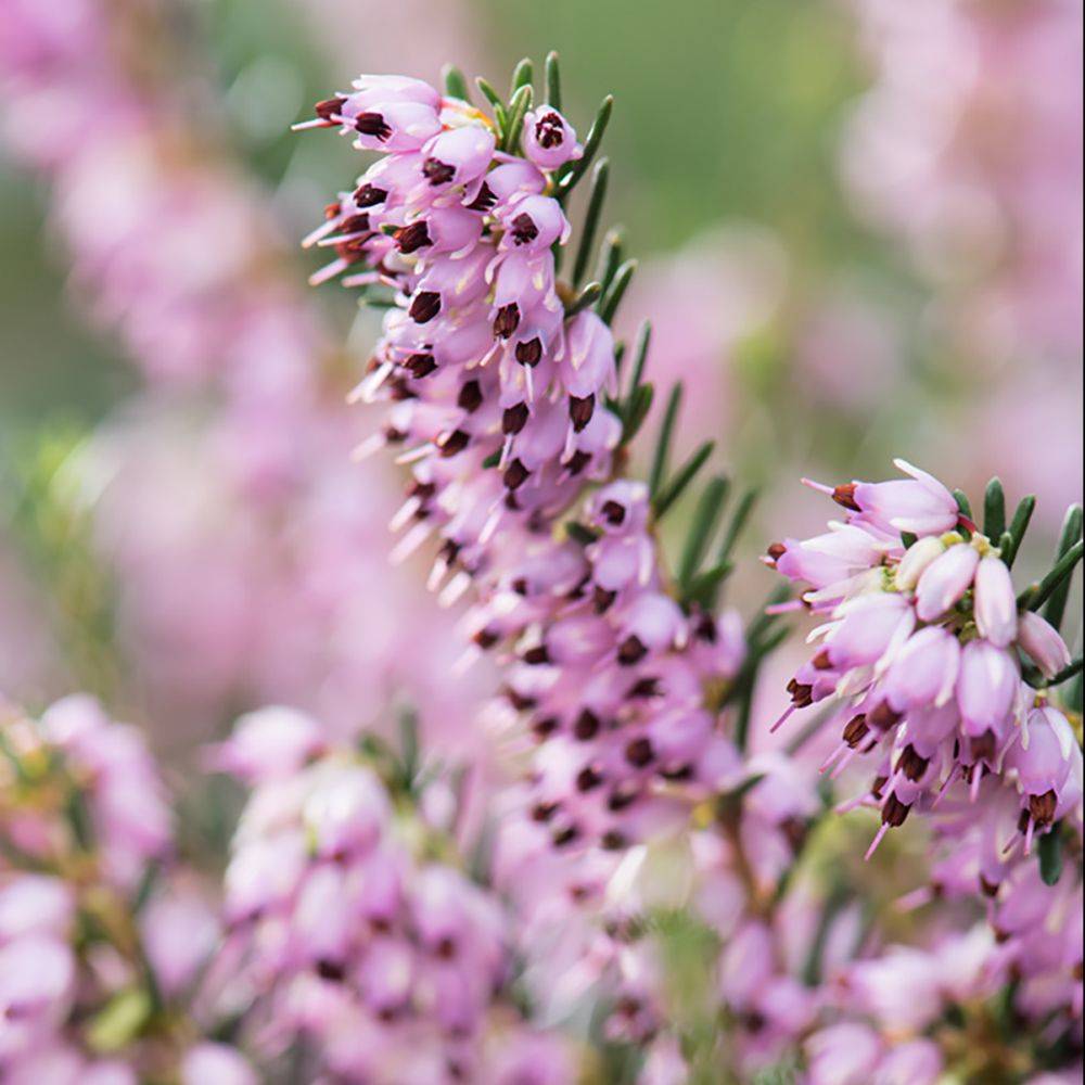 ERICA darleyensis 'Darley Dale' en pot de 3 litres rond carré - Image 4