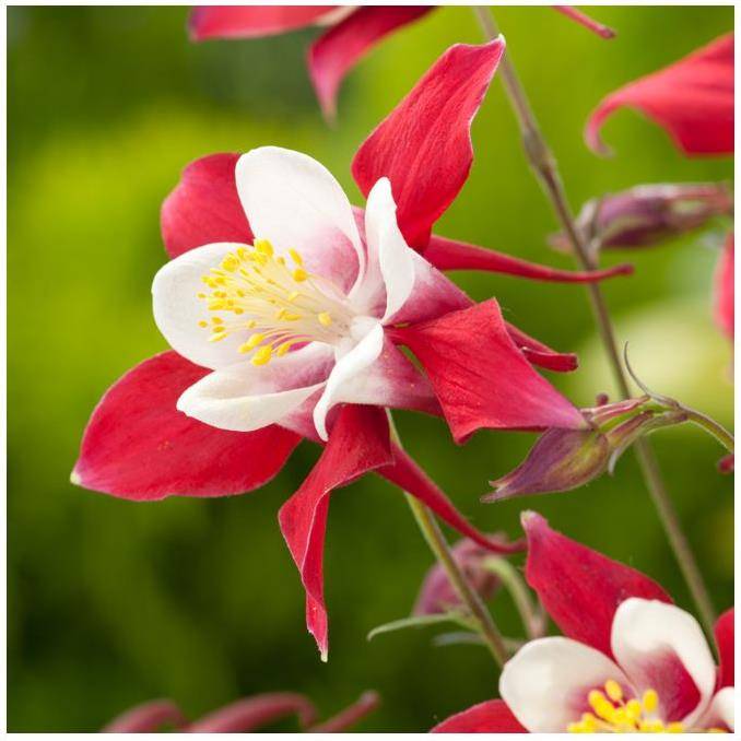 Ancolie 'Koralle'