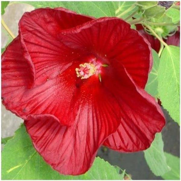 Hibiscus des marais rouge