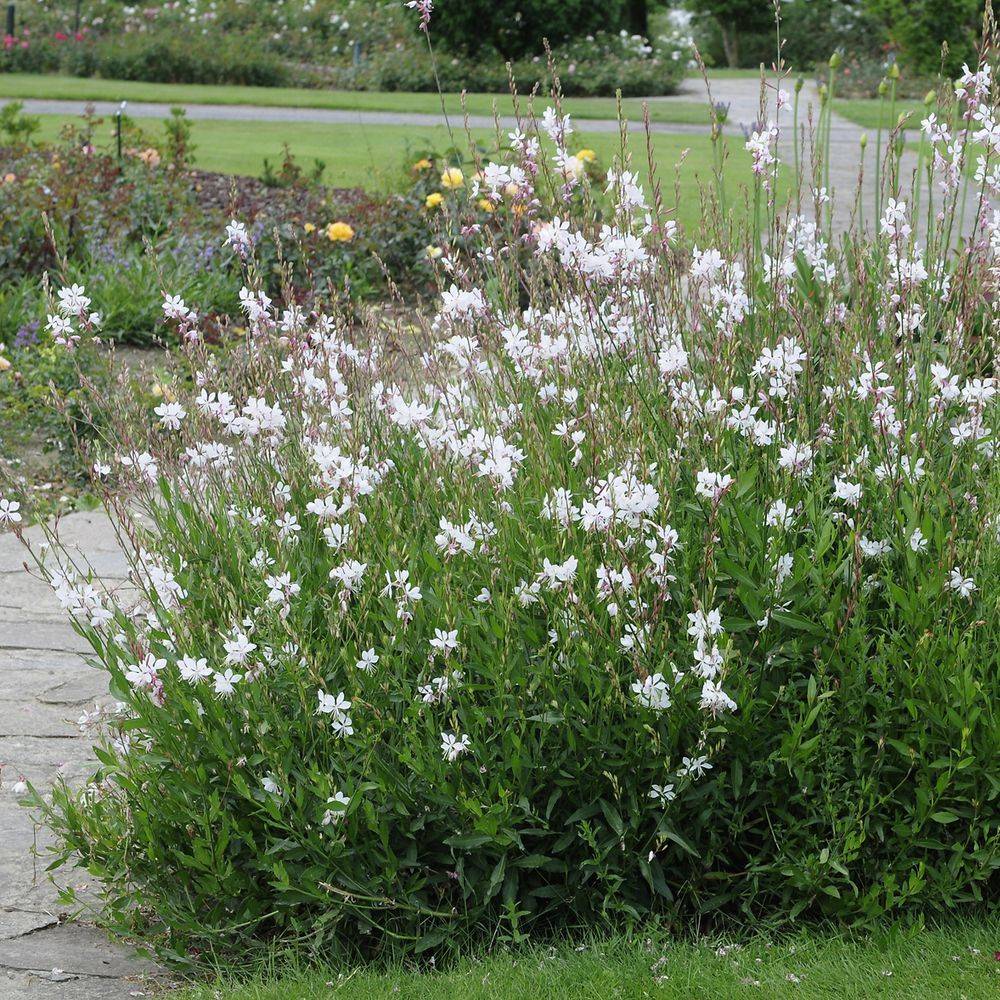 Gaura lindheimeri blanc lot de 3 - Image 4