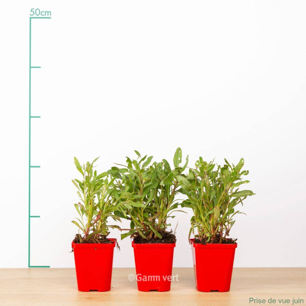 Gaura lindheimeri blanc lot de 3