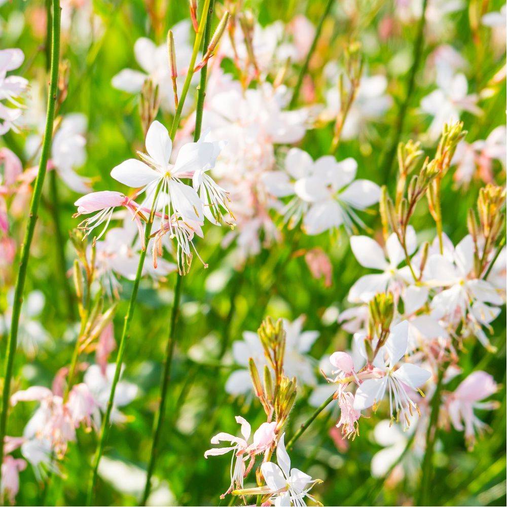 Gaura lindheimeri blanc lot de 3 - Image 2