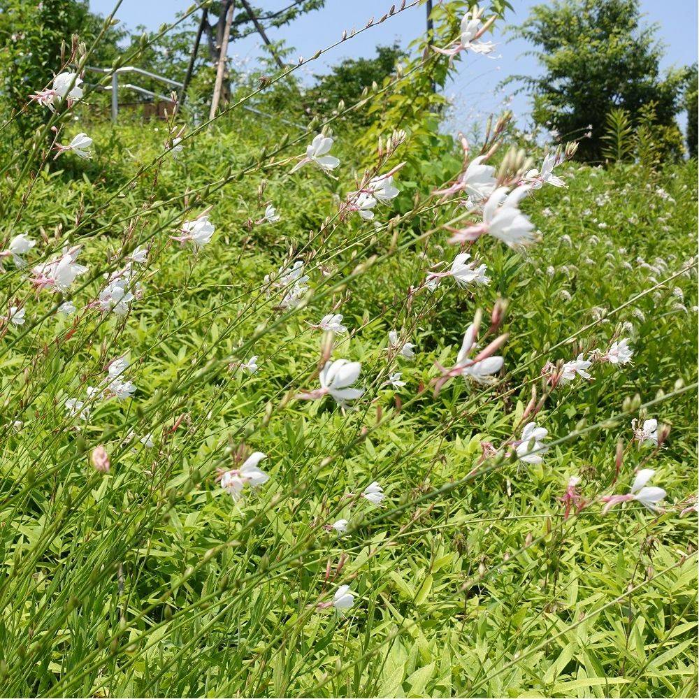 Gaura lindheimeri blanc lot de 3 - Image 7