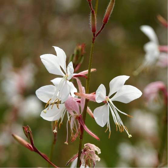 Gaura lindheimeri blanc lot de 3 - Image 3