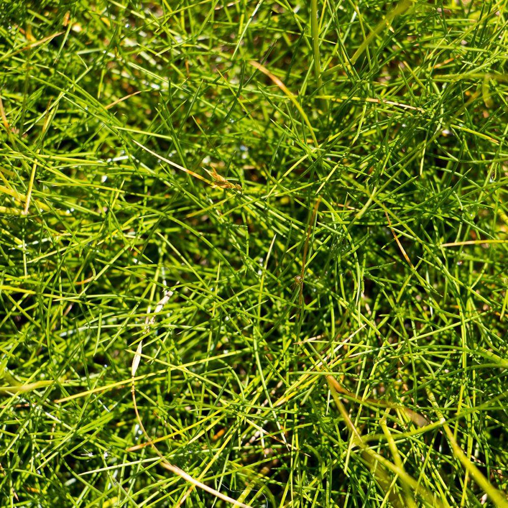 Graminée - Festuca scoparia lot de 3 - Image 2