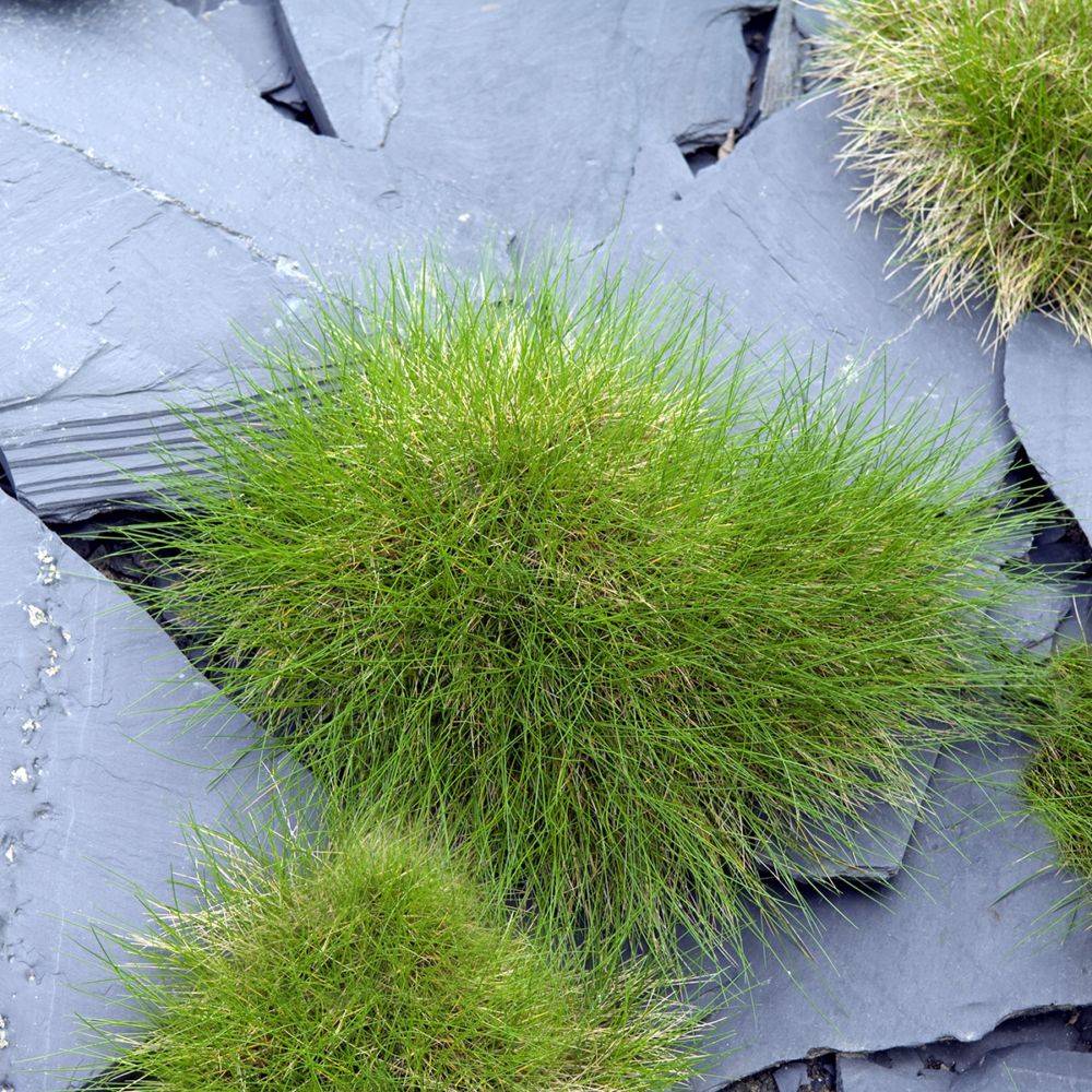 Graminée - Festuca scoparia lot de 3 - Image 1