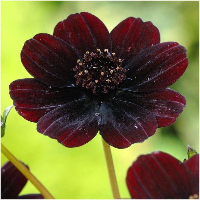 Cosmos atrosanguineus Chocamocha ® - Image 3