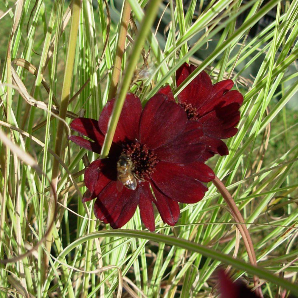 Cosmos atrosanguineus Chocamocha ® - Image 5