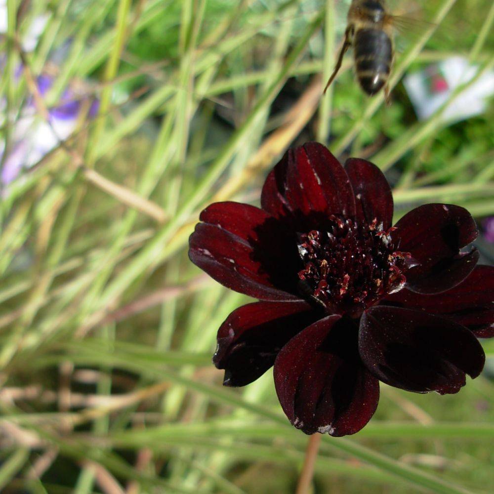 Cosmos atrosanguineus Chocamocha ®