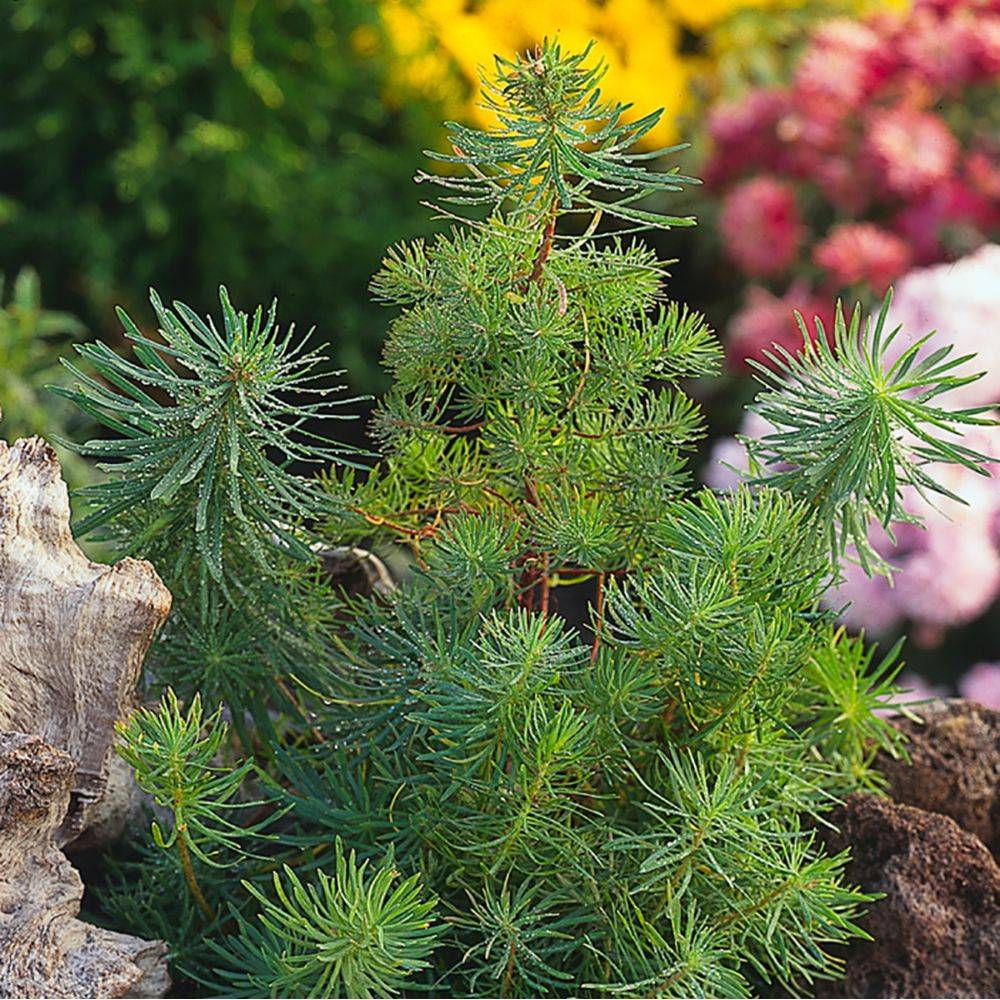 Euphorbe Clarice Howard - Euphorbia cyparissias lot de 3