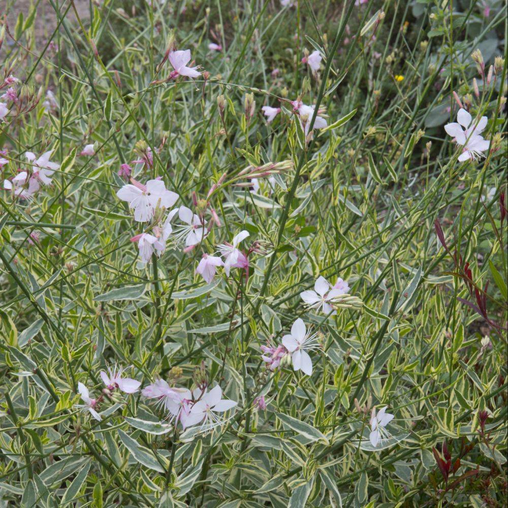 Gaura 'Corries Gold'