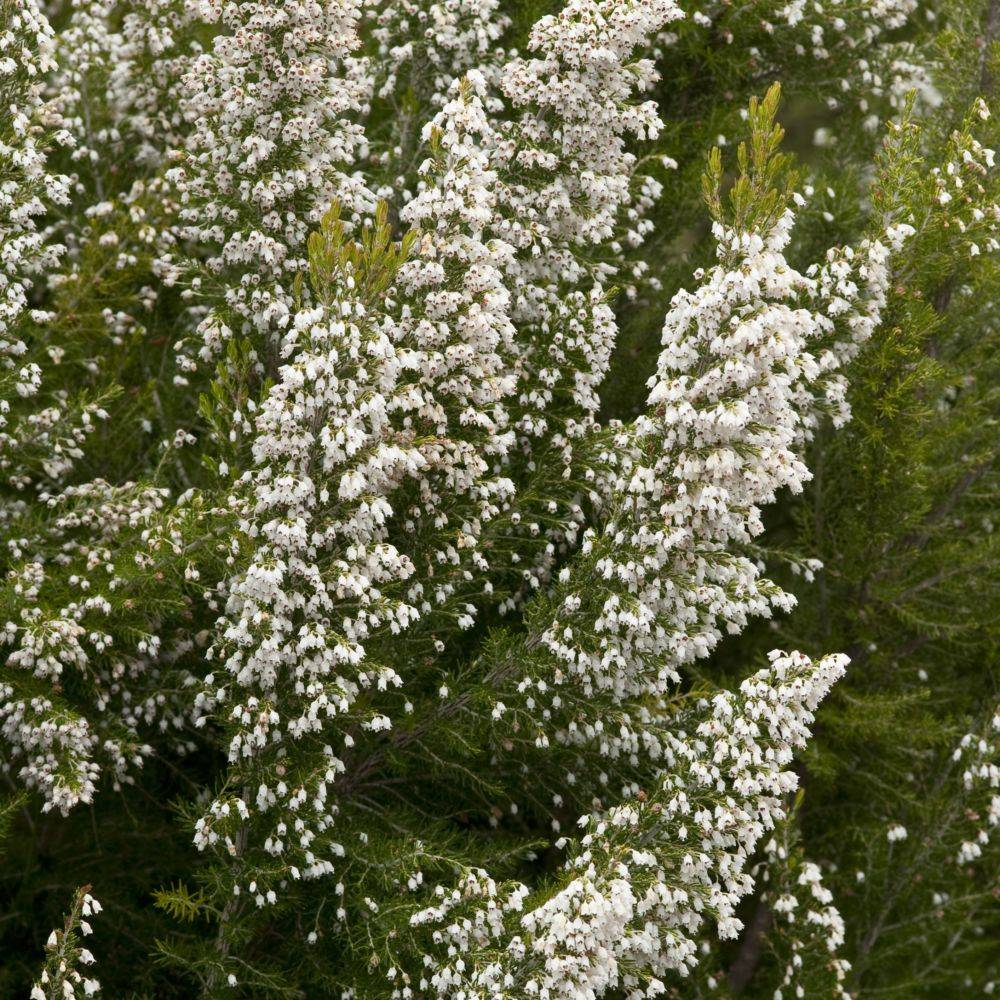 ERICA arborea 'Pink Joy' en pot de 7.5 litres - Image 3