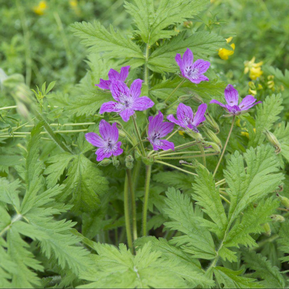 Erodium rouge magenta