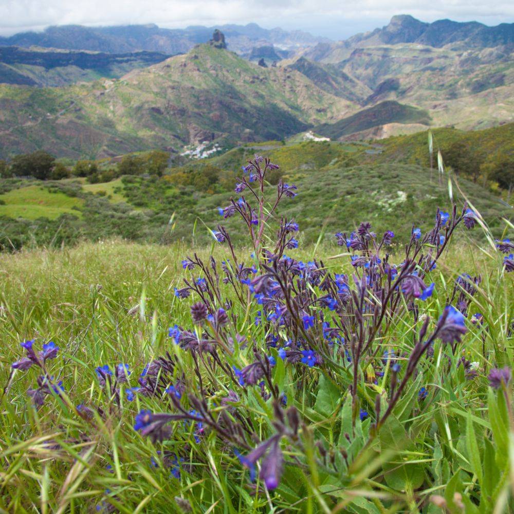 Anchusa bleue