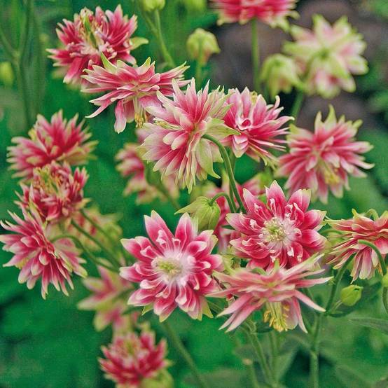 Ancolie double 'Nora Barlow'