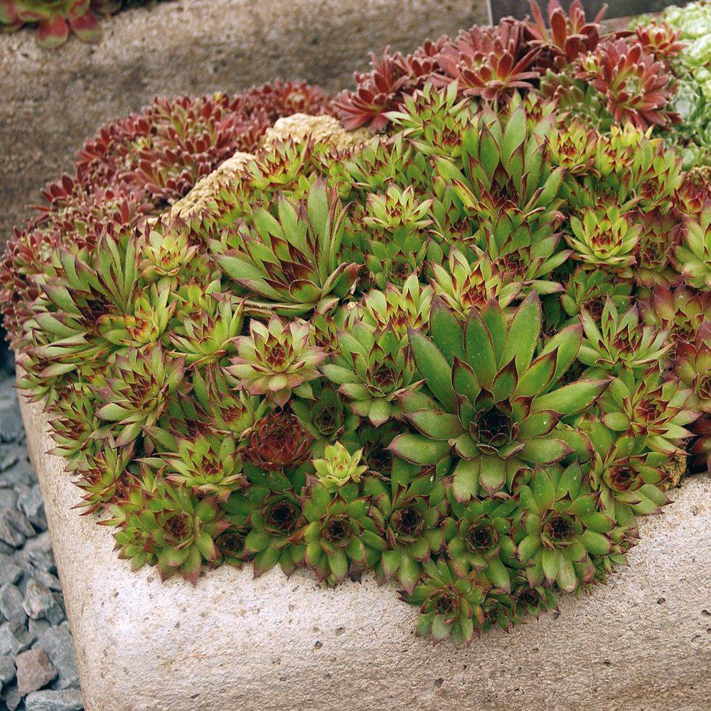 Sempervivum lot de 3