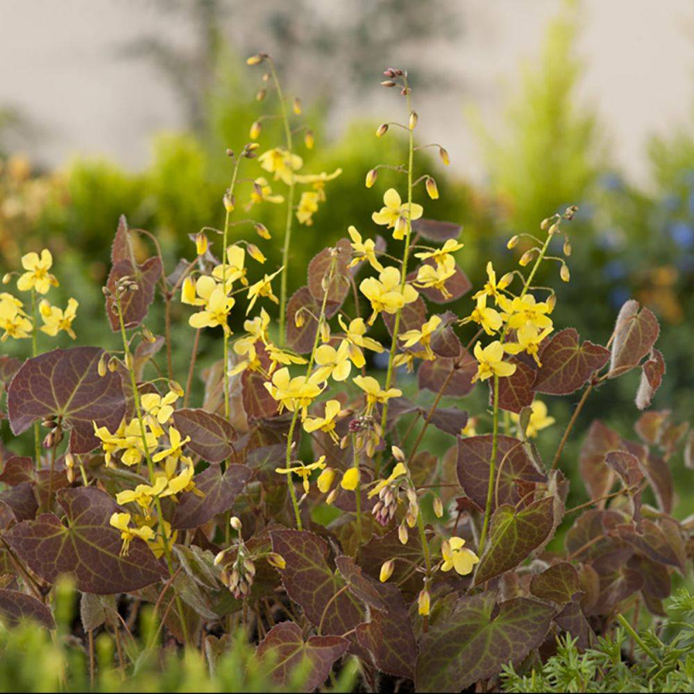 Epimedium Frohnleiten - Fleur des elfes jaune citron