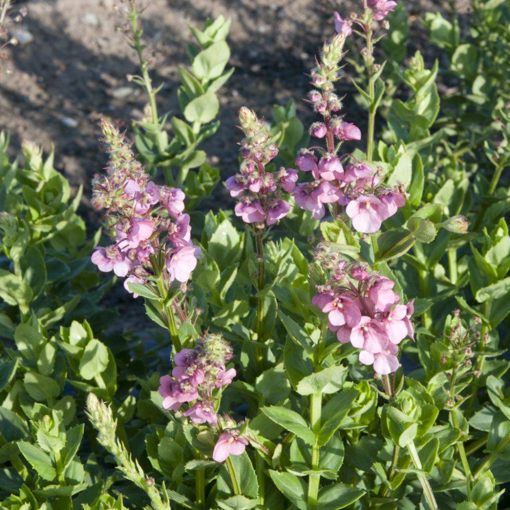 Diascia rigescens