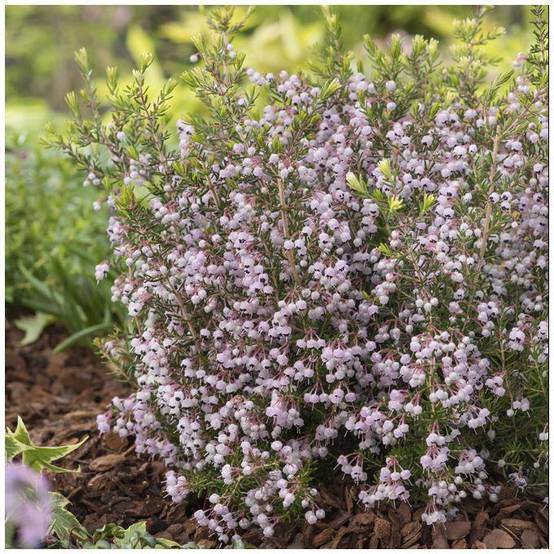 ERICA canaliculata en pot de 4 litres rond carré - Image 1