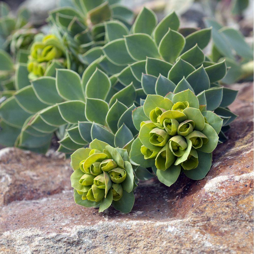 Euphorbe de Corse - Euphorbia myrsinites lot de 3 - Imagen 4