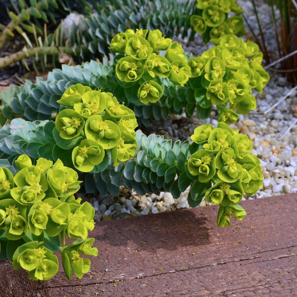 Euphorbe de Corse - Euphorbia myrsinites lot de 3 - Imagen 3