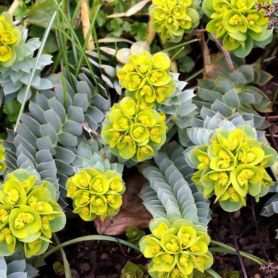Euphorbe de Corse - Euphorbia myrsinites lot de 3 - Imagen 2