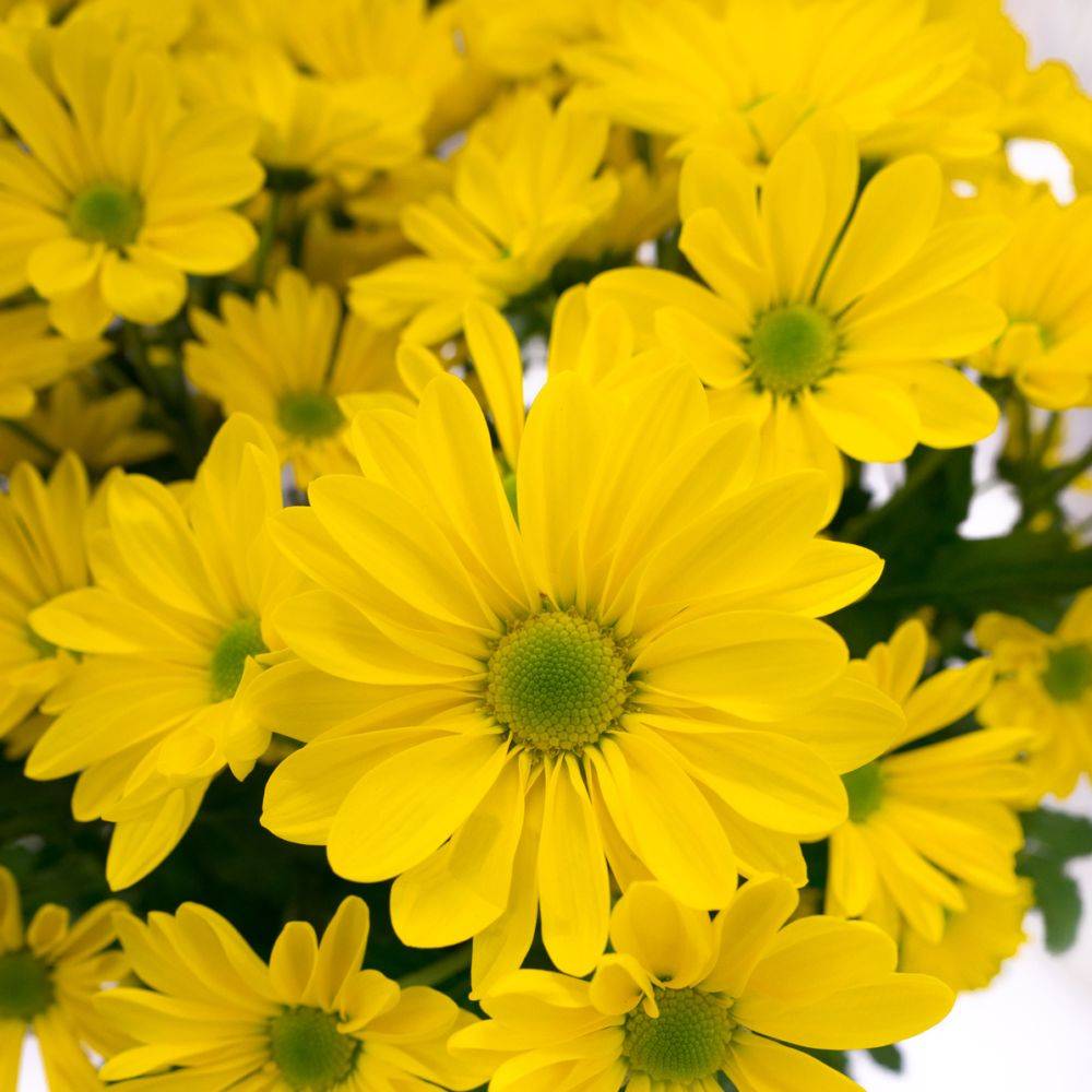 Marguerite d'automne jaune 'Reagan Elite'