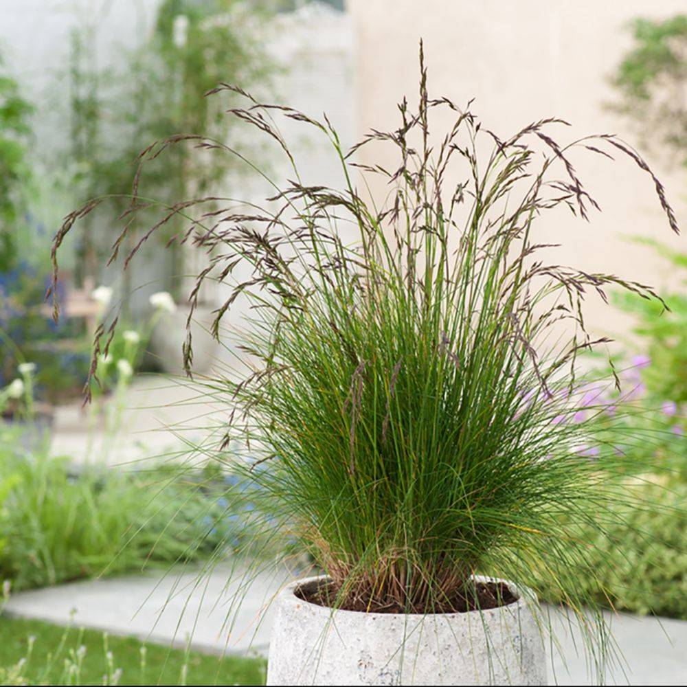 Festuca amethystina - Image 1