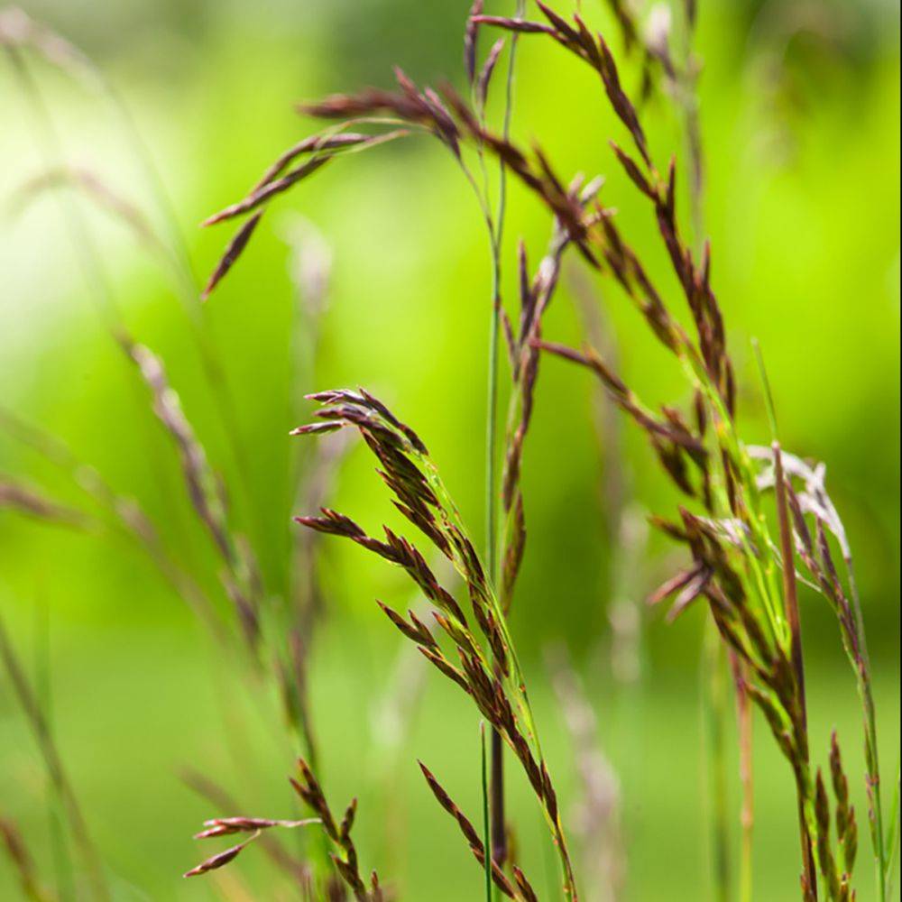 Festuca amethystina - Image 2