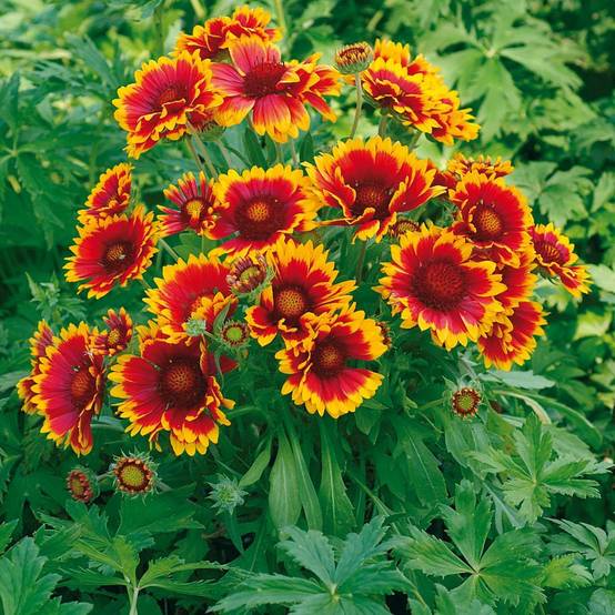 Gaillarde 'Royale'
