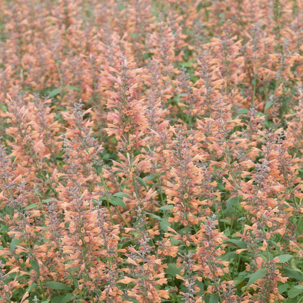 Agastache mexicana apricot sprite