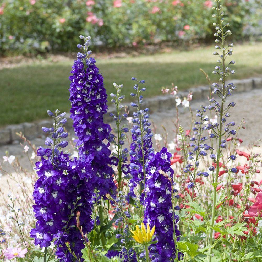 Delphinium hybride giant pacific guinevere