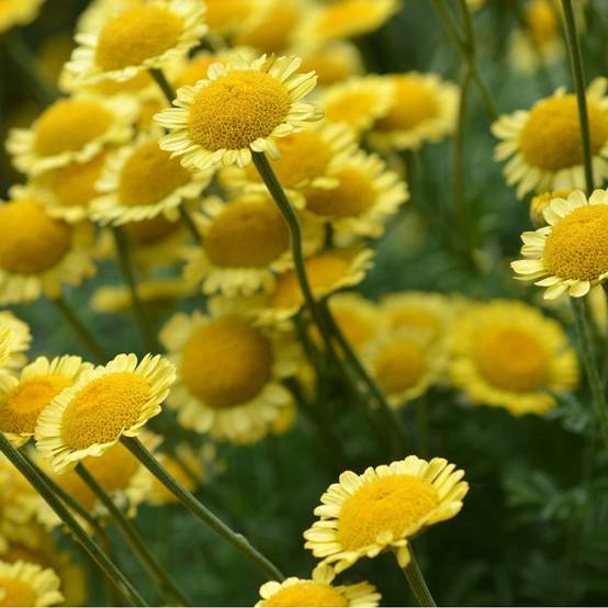 Camomille des teinturiers- Anthemis sancti johannis