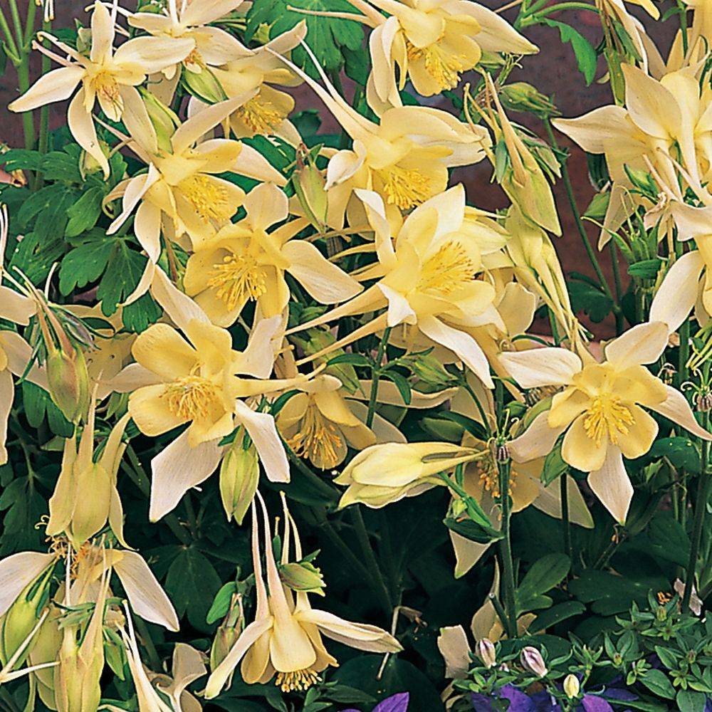 Ancolie 'Yellow Queen'