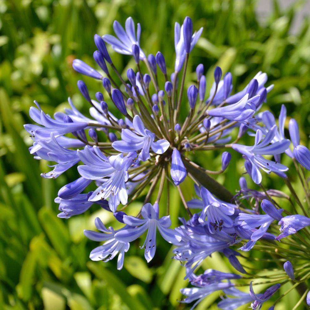 Agapanthe Petite bleue®