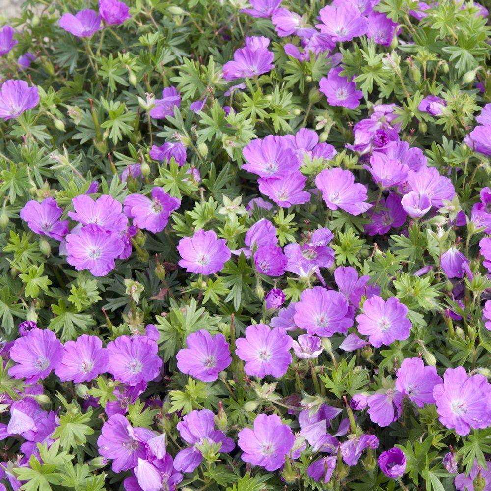 Geranium sanguineum rouge max frei