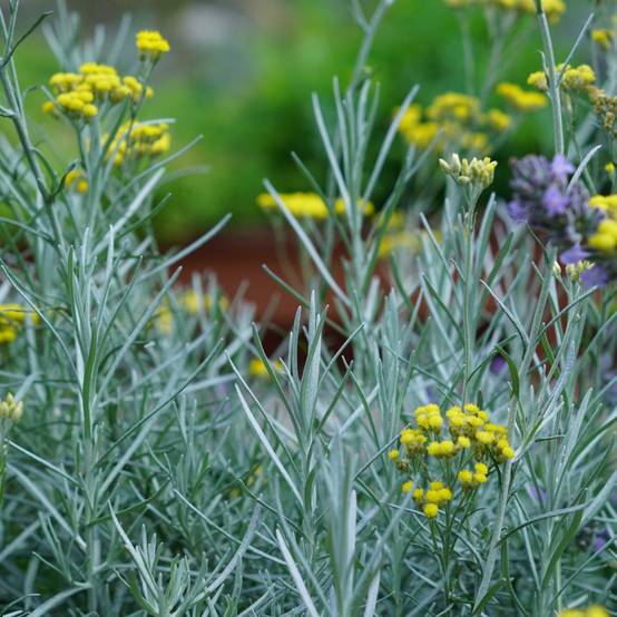 Plante curry - Helichrysum italicum Dwarf Curry