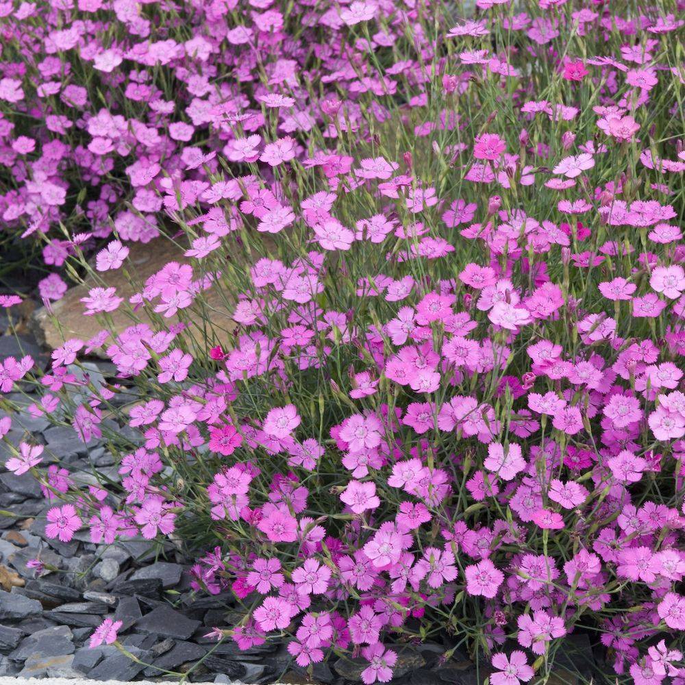 Oeillet deltoides rose - Dianthus deltoides - Lot de 3 - Image 3