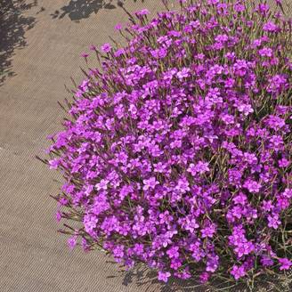 Oeillet deltoides rose - Dianthus deltoides - Lot de 3
